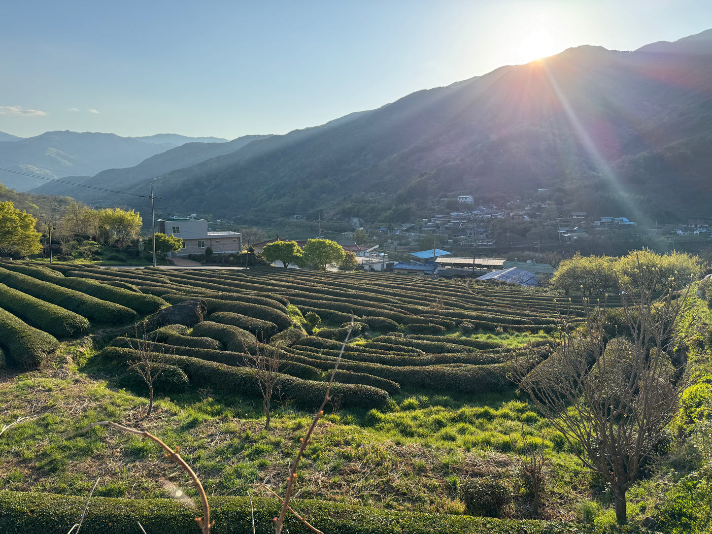 Korean Tea Culture & Culinary Tour 2026