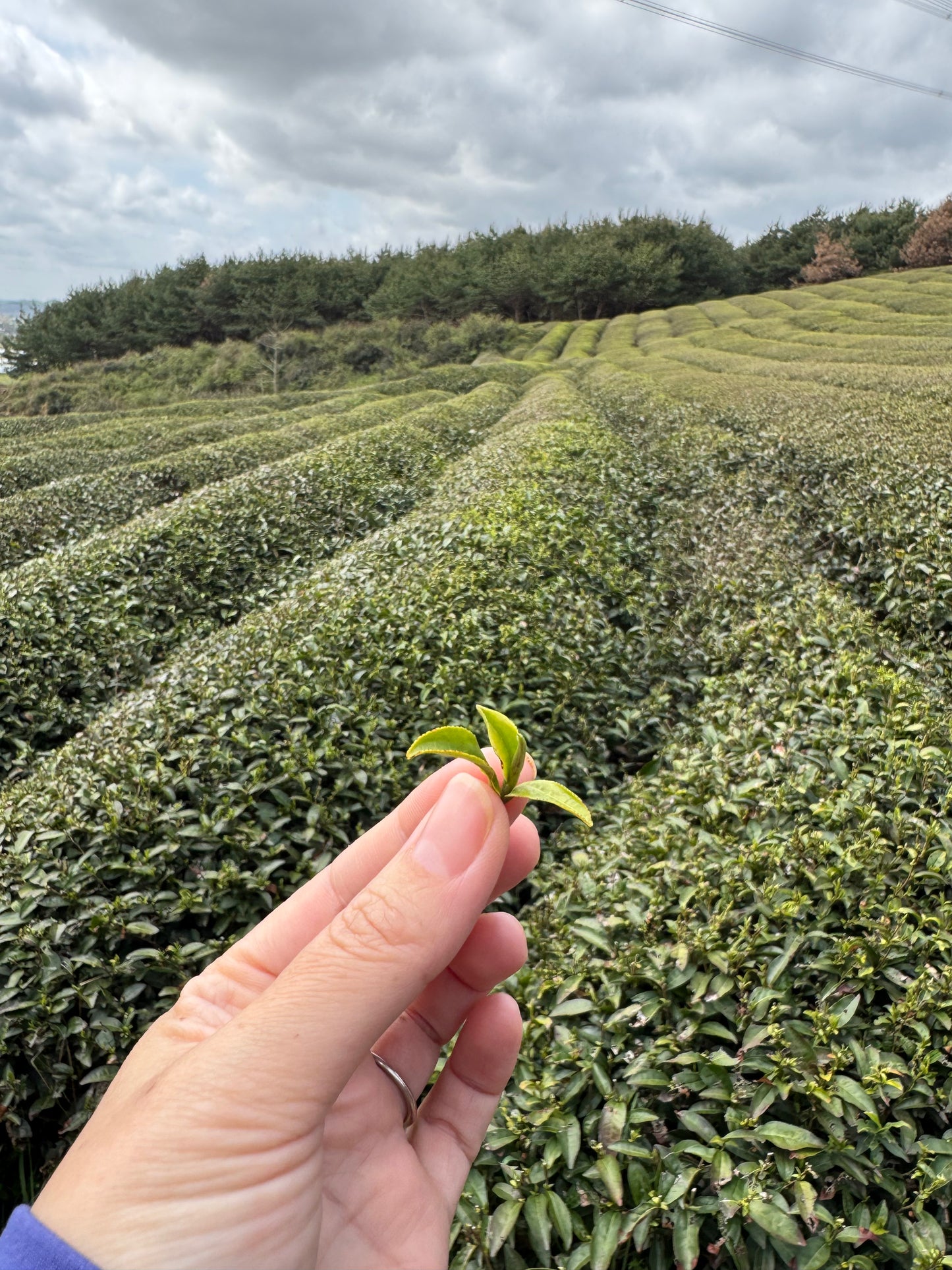 Korean Tea Culture & Culinary Tour 2026